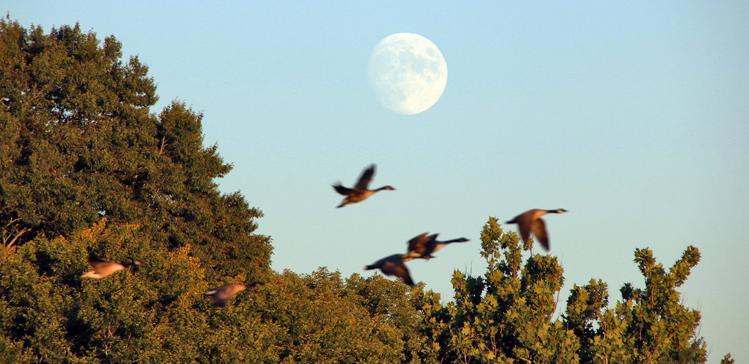 Skywatching for the Birds